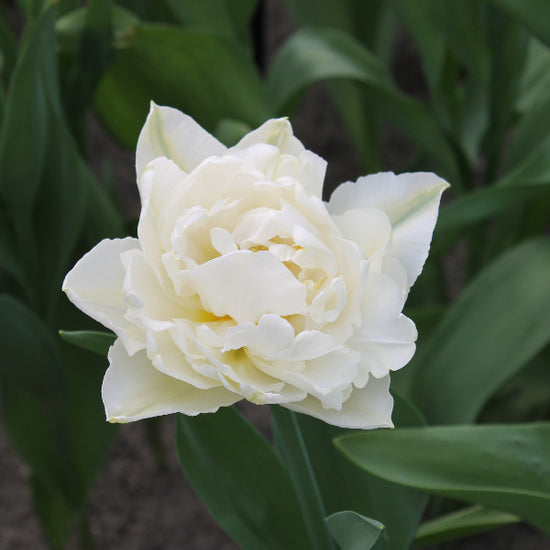 Tulipa North Cap Jack the Grower