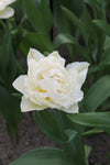 Tulipa North Cap Jack the Grower