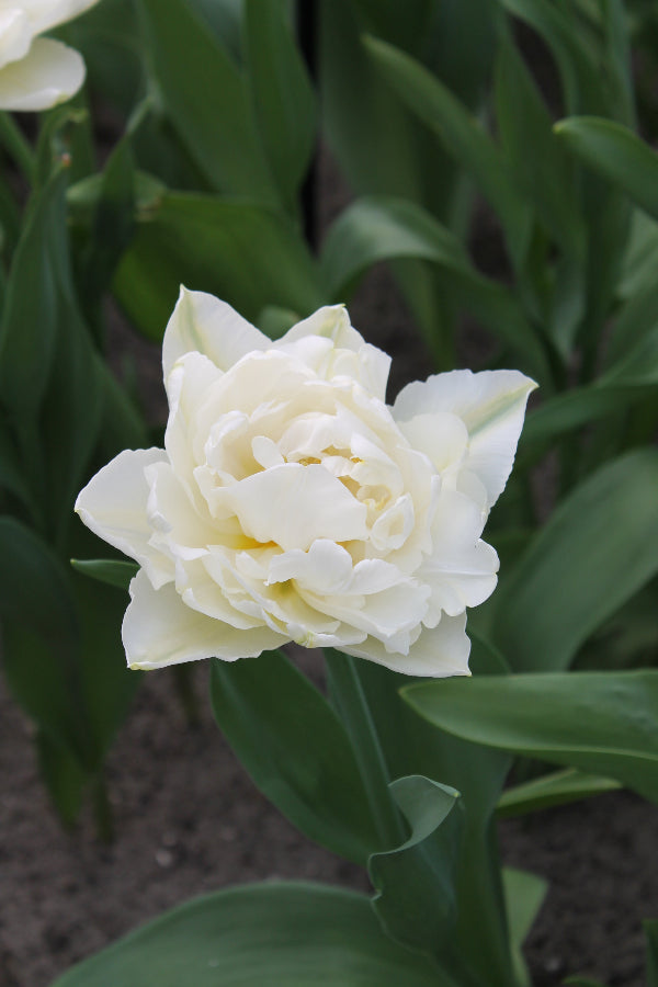 Tulipa North Cap Jack the Grower