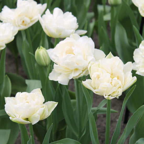 Tulipa North Cap Jack the Grower