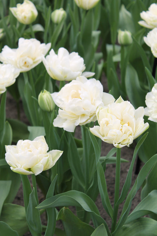 Tulipa North Cap Jack the Grower