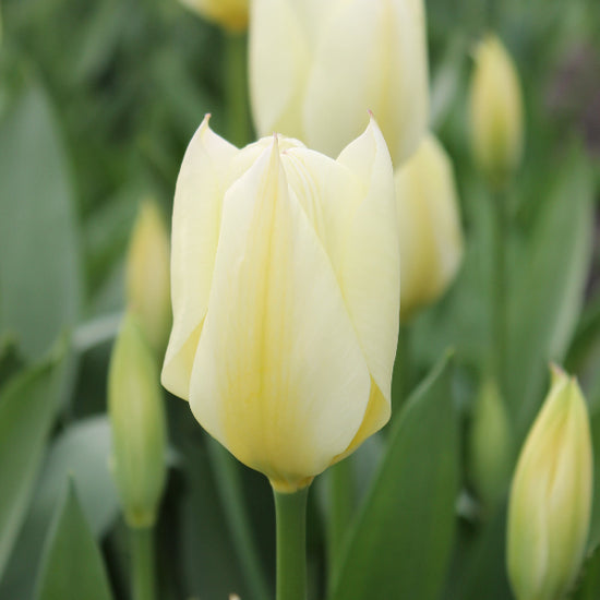 Tulipa Purissima Jack the Grower