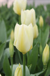 Tulipa Purissima Jack the Grower