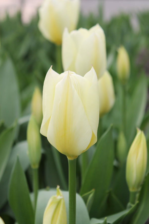Tulipa Purissima Jack the Grower