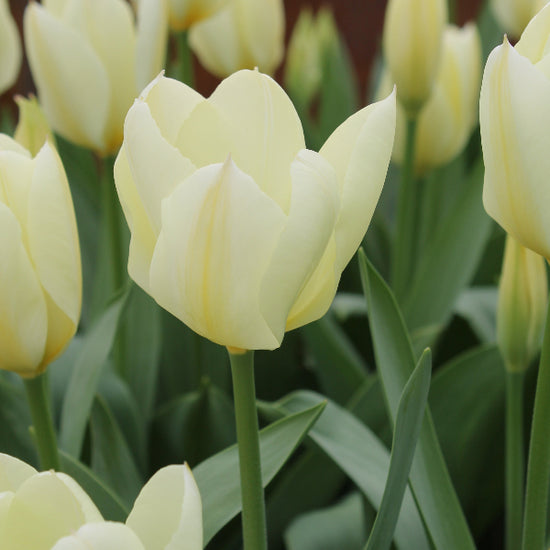 Tulipa Purissima Jack the Grower