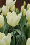 Tulipa Purissima Jack the Grower