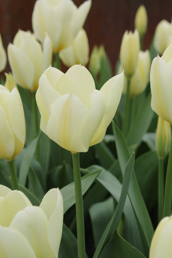 Tulipa Purissima Jack the Grower