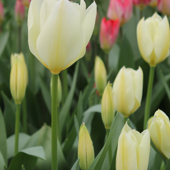 Tulipa Purissima Jack the Grower
