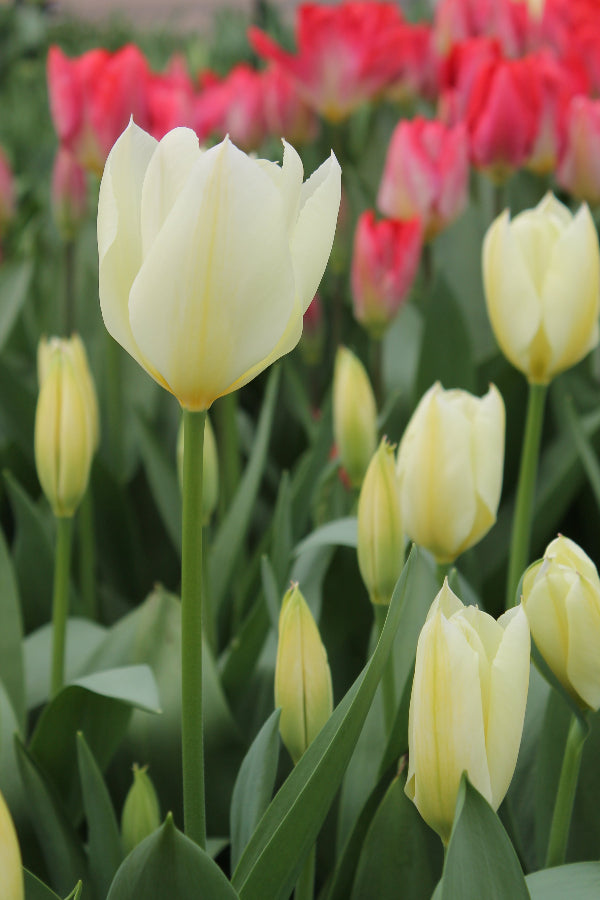 Tulipa Purissima Jack the Grower