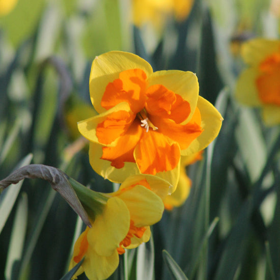 Narcissus Congress Jack the Grower