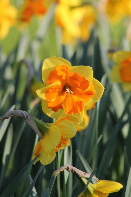 Narcissus Congress Jack the Grower