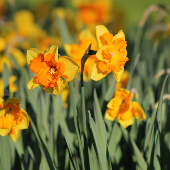 Narcissus Congress Jack the Grower