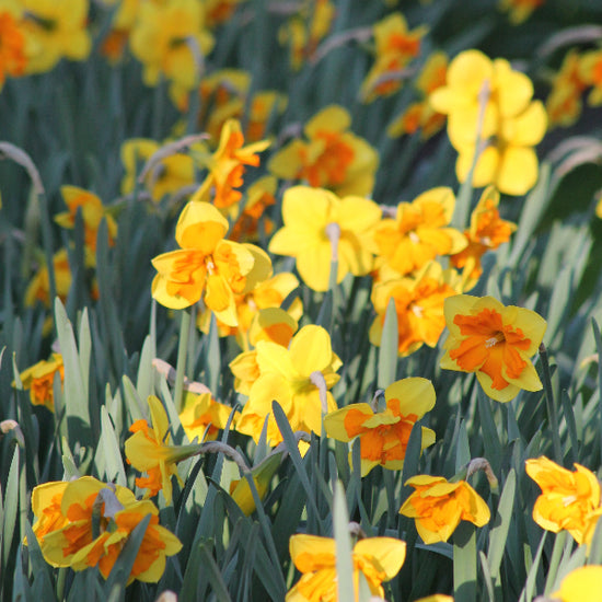 Narcissus Congress Jack the Grower