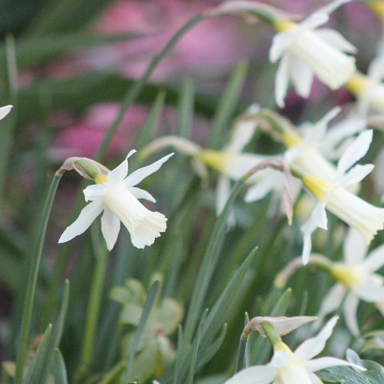 Narcissus Elka Jack the Grower