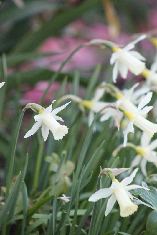Narcissus Elka Jack the Grower