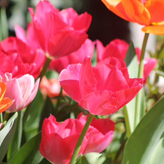 Tulipa Lady van Eyck Jack the Grower