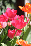 Tulipa Lady van Eyck Jack the Grower