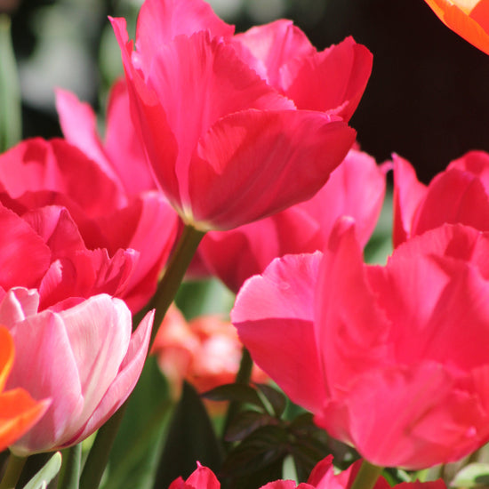 Tulipa Lady van Eyck Jack the Grower