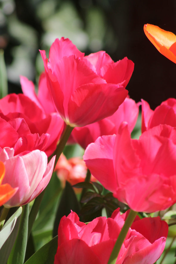 Tulipa Lady van Eyck Jack the Grower