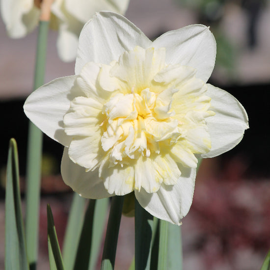 Narcissus Ice King Jack the Grower