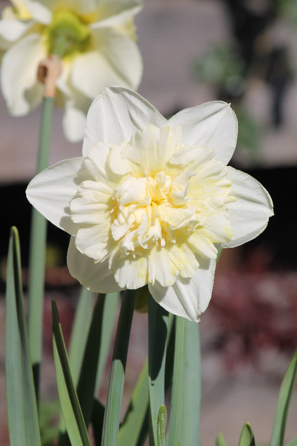 Narcissus Ice King Jack the Grower