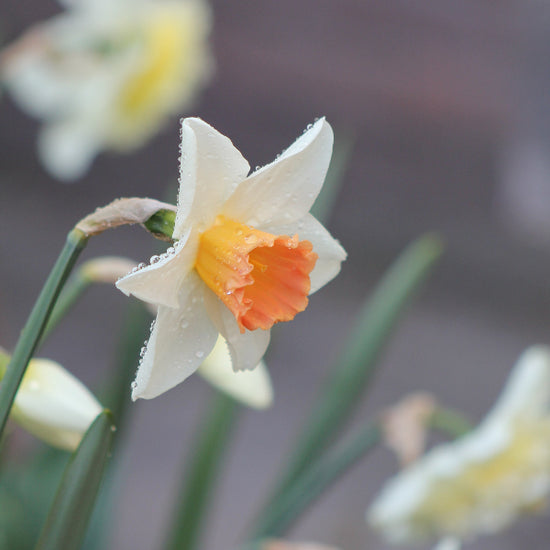 Narcissus Accent Jack the Grower