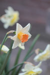 Narcissus Accent Jack the Grower