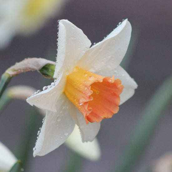 Narcissus Accent Jack the Grower