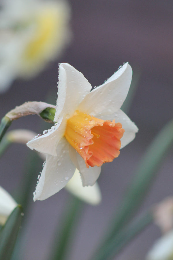 Narcissus Accent Jack the Grower