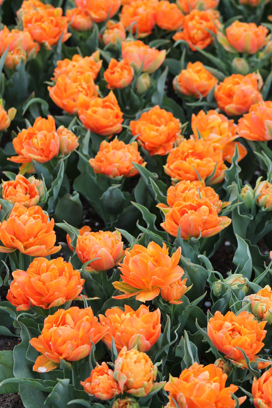 Tulipa Orca Jack the Grower