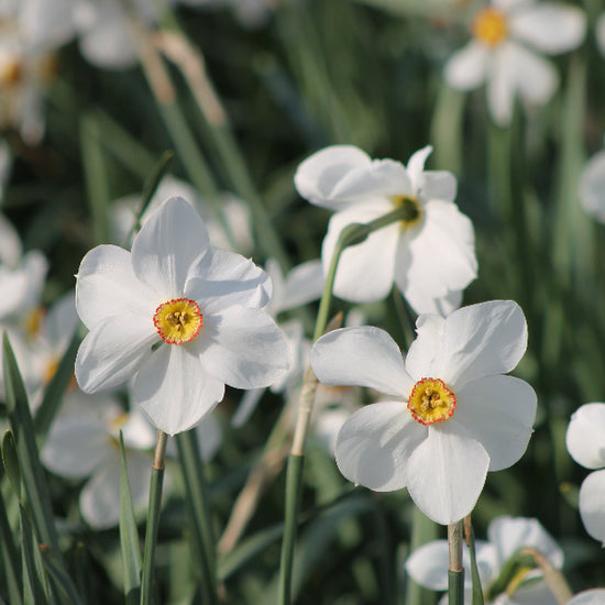 Narcissus Actaea Jack the Grower
