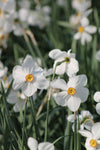 Narcissus Actaea Jack the Grower