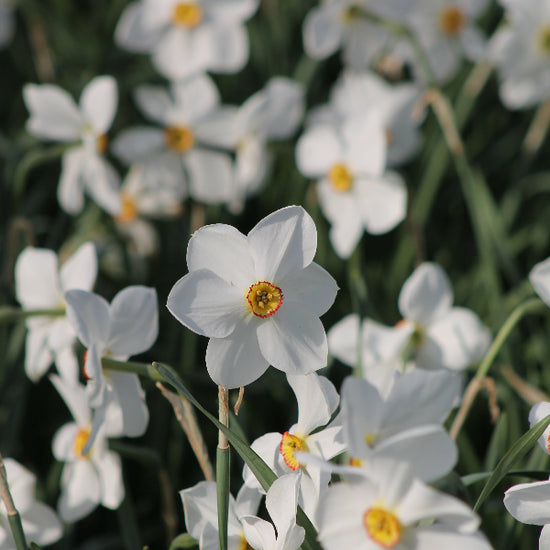 Narcissus Actaea Jack the Grower