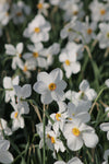 Narcissus Actaea Jack the Grower