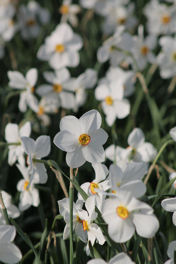 Narcissus Actaea Jack the Grower