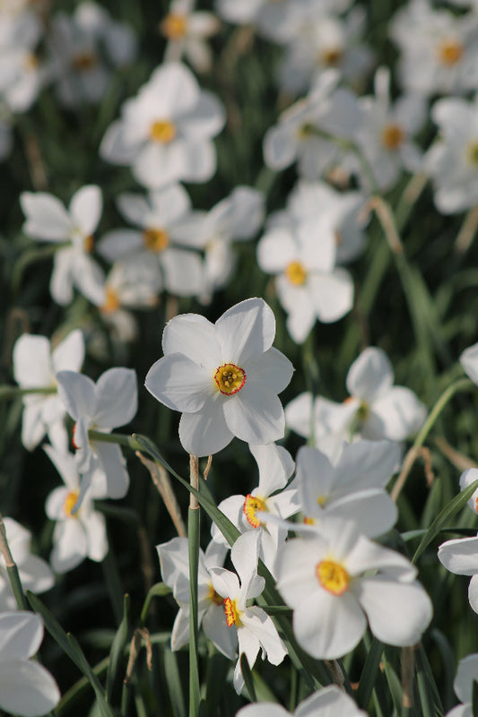 Narcissus Actaea Jack the Grower