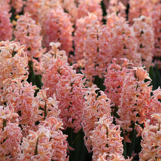 Hyacinthus Gipsy Queen Jack the Grower