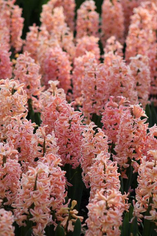 Hyacinthus Gipsy Queen Jack the Grower