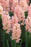 Hyacinthus Gipsy Queen