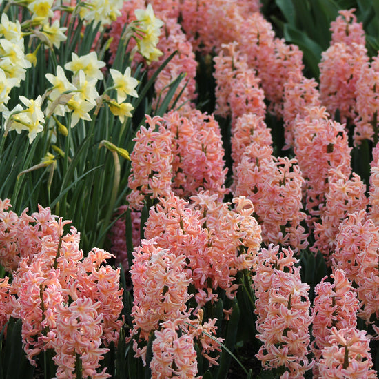 Hyacinthus Gipsy Queen Jack the Grower