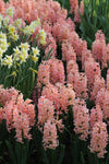 Hyacinthus Gipsy Queen Jack the Grower