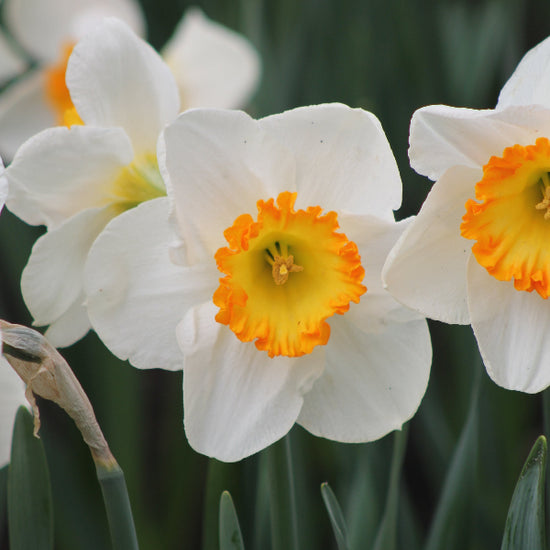 Narcissus Sound Jack the Grower