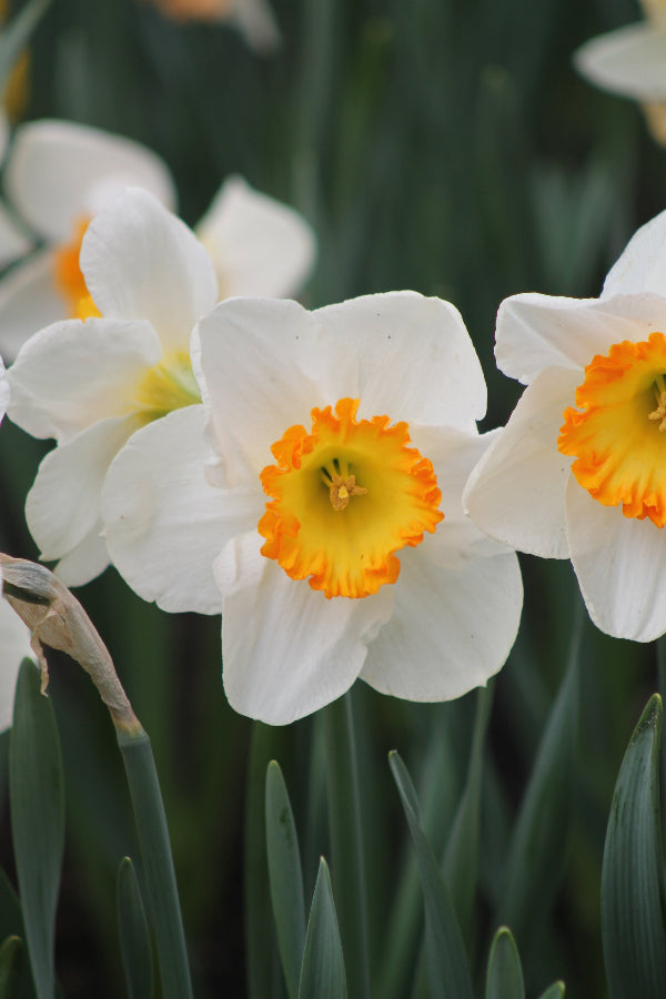 Narcissus Sound Jack the Grower