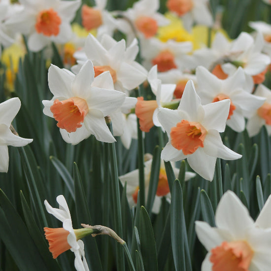 Narcissus Accent Jack the Grower