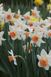 Narcissus Accent Jack the Grower