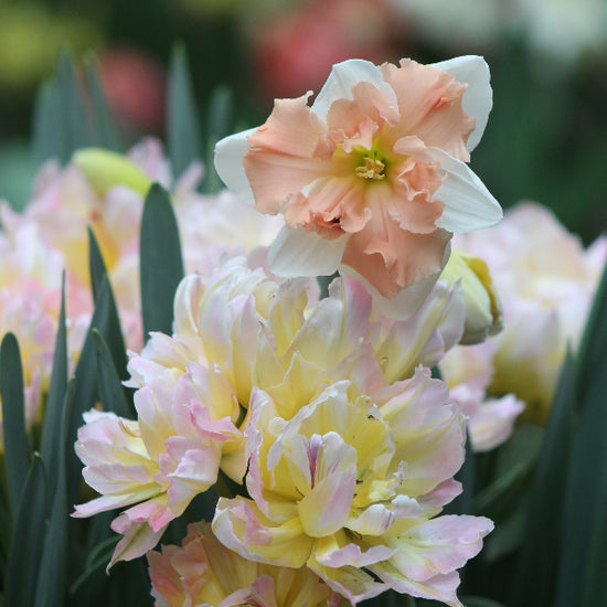 Narcissus Apple Pie Jack the Grower