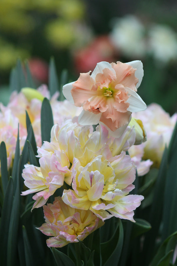 Narcissus Apple Pie Jack the Grower