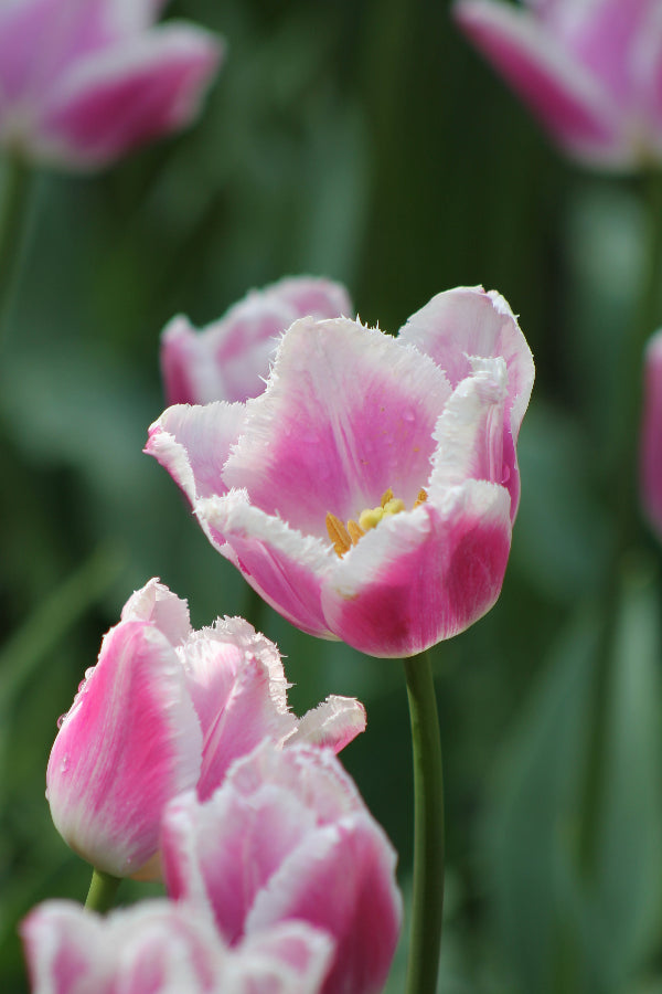 Tulip Super Siesta Jack the Grower
