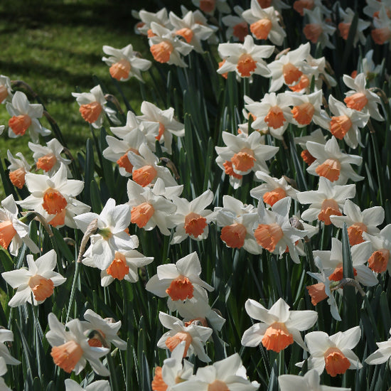 Narcissus Accent Jack the Grower