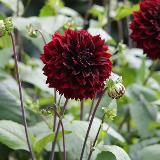 Dahlia Dark Fubuki Jack the Grower